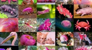 Гламурный хит-парад: 25 розовых обитателей планеты (26 фото)