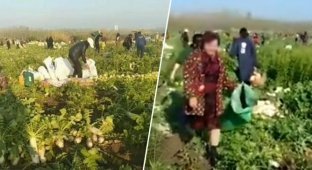 Добрый жест стоил трем китайским фермерам 500 тонн белой редьки (4 фото)