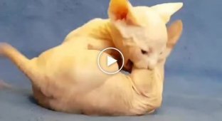 Маленькие котята породы сфинкс играются между собой