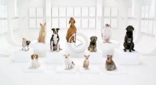 Собаки пролаяли  Имперский марш  из Зведных войн в рекламе VW