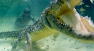 Как профессионалы делают подводные фотографии крокодилов (9 фото)