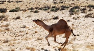 "Слишком много пьют!": на севере Австралии убьют около десяти тысяч диких верблюдов (4 фото)
