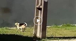 Эта собака не так проста, ведь она может залазить на забор