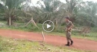 Малайзийский солдат усмирил крупную кобру