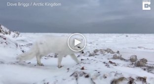 Дружелюбный арктический песец