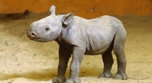 Впервые в истории Таллиннского зоопарка в нем родился детеныш носорога (8 фото)