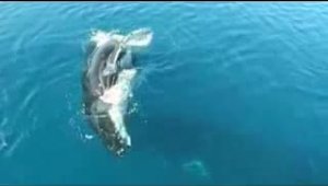 Сила звука у китов