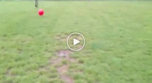 Собака против мяча