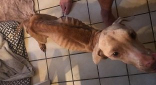 Парень украл голодающую собаку у нерадивых хозяев (6 фото)