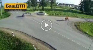 Корова в шоке