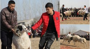 Турнир по боям баранов в Китае (7 фото)
