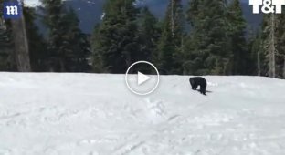 Встреча лыжника с медведицей и медвежонком