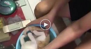 Отец показал дочке, как надо купать младенца на примере кота