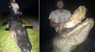 Огромного 320-килограммоваго аллигатора убил охотник (7 фото)