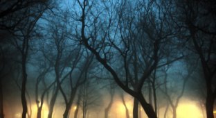 100 изумительных фотографий тумана (часть 1) (50 фото)