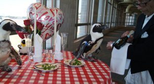 Пара пингвинов отпраздновала свой 22-й День Святого Валентина (5 фото)