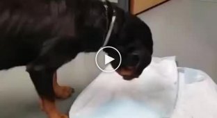 Неловкая ситуация в ветеринарной клинике