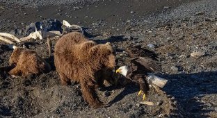 Медведица убила белоголового орлана, позарившегося на ее добычу (6 фото)