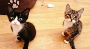 Фрог и Ньют – котята с врожденной аномалией (6 фото)