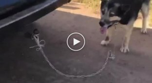 В Уфе пенсионер-живодер привязал собаку к машине и тащил его по дороге