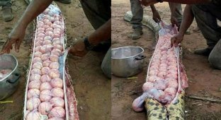 Африканцы без суда и следствия вскрыли беременную гигантскую змею (5 фото)