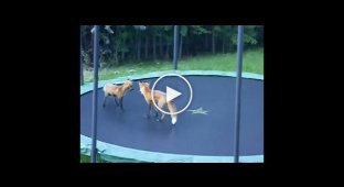 Лисицы играются на батуте
