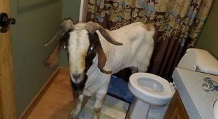 Вероломный козёл разбил стеклянные двери в чужом жилище и уснул в туалете (7 фото + 1 видео)