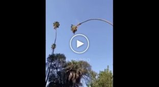 Эпичное видео про обрезку пальмы, после которого по-другому смотришь на свою работу