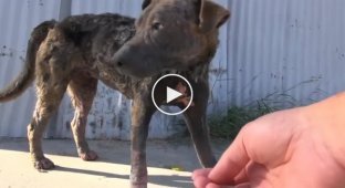 Удивительные перевоплощения брошенных и измученных собак которые нашли новых владельцев