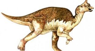 Топ-10: Самые нелепо выглядящие динозавры (12 фото)