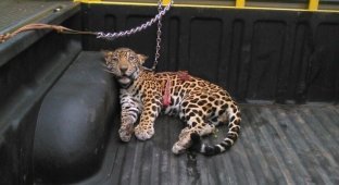 Парализованного ягуара нашли в джунглях без мамы и надежды в глазах (5 фото + 1 видео)