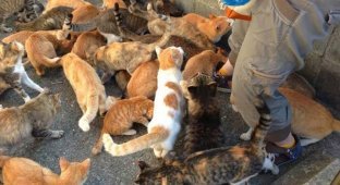 Тасиродзима - остров полудиких кошек (17 фото)