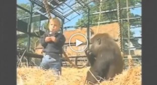 Девочка играется с гориллой