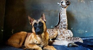 Удивительная дружба в мире животных: собака и жираф (6 фото + 1 видео)