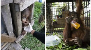 Вкус свободы: на Борнео освободили орангутана, который провел два года в тесном ящике (13 фото + 1 видео)