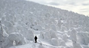 Cнежные монстры на горе Дзао в Японии (11 фото)