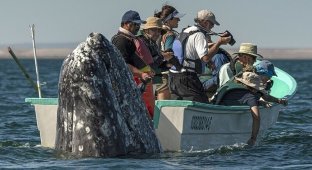 Смешной момент: кит обхитрил туристов и появился прямо у них за спиной (9 фото)
