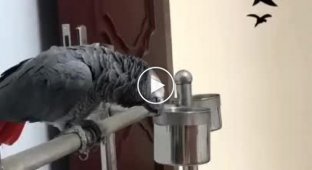 Как объяснить попугаю, что нельзя кусать хозяина