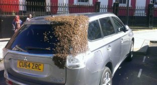 Рой пчел облюбовал автомобиль Mitsubishi (5 фото)
