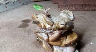 Как правильно складировать жаб и достигнуть дзэн
