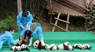 В Китае прошла презентация сразу 10 детенышей большой панды (8 фото + 1 видео + 1 гиф)