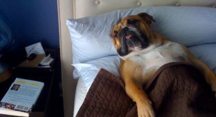 27 собак, которые спят в вашей постели, — потому что могут! (28 фото)