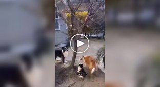 Ловкий котик помог псам достать их любимую игрушку