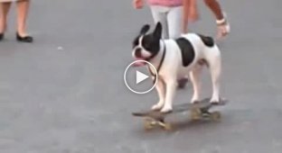 Собака любит кататься на скейте