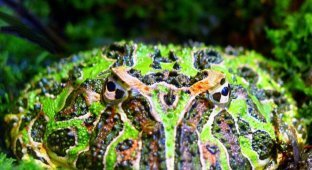 Красавицы лягушки (20 фотографий)