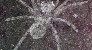 Ученые обнаружили пауков возрастом 110 млн лет со светящимися глазами (2 фото)