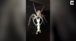 Огромный паук начал пожирать ящерицу во время ужина австралийской семьи