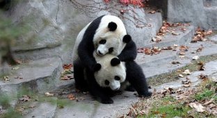Забавные панды (39 фотографий)