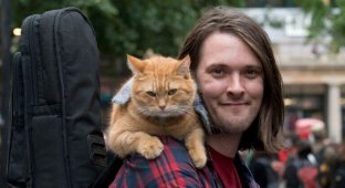 В Лондоне умер герой книг-бестселлеров рыжий уличный кот Боб (5 фото)