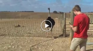 Забавная реакция страуса на мелодию с телефона